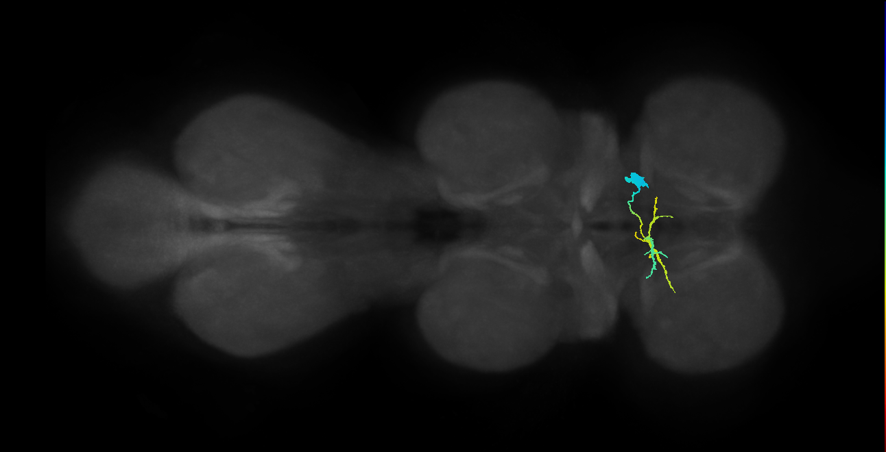 IN06B065_R (MaleCNS:1050390112)