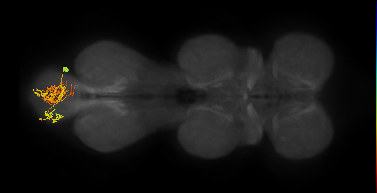IN06B073_R (MaleCNS:803941)