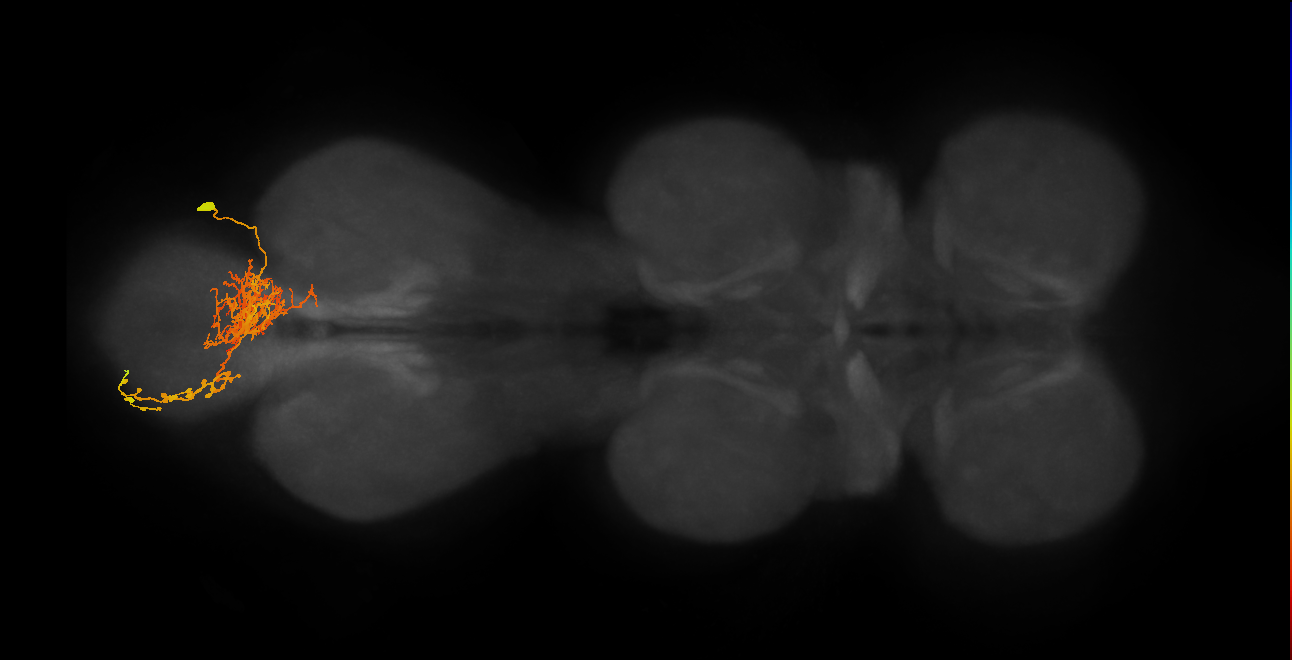IN06B073_R (MaleCNS:814287)