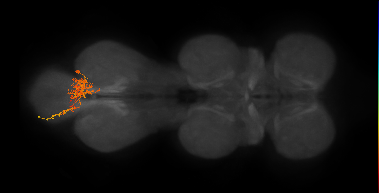 IN06B073_R (MaleCNS:804456)