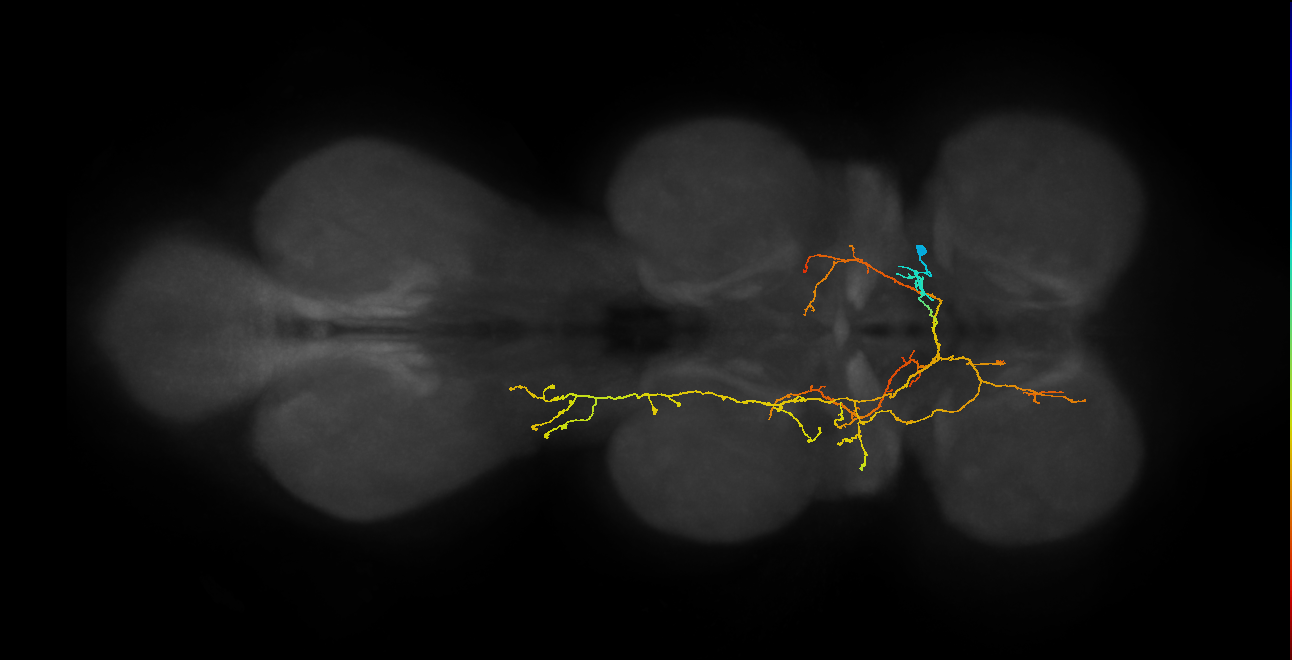 IN06B081_R (MaleCNS:814064)