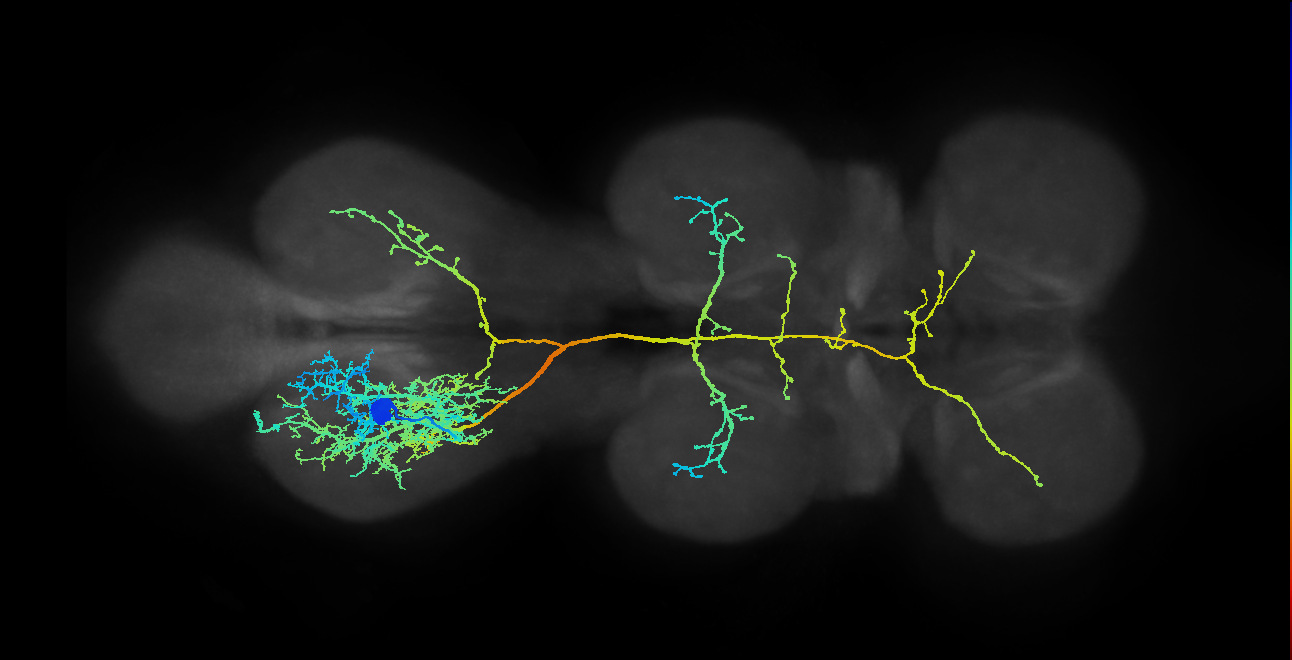 lineage NB3-2 primary interneuron