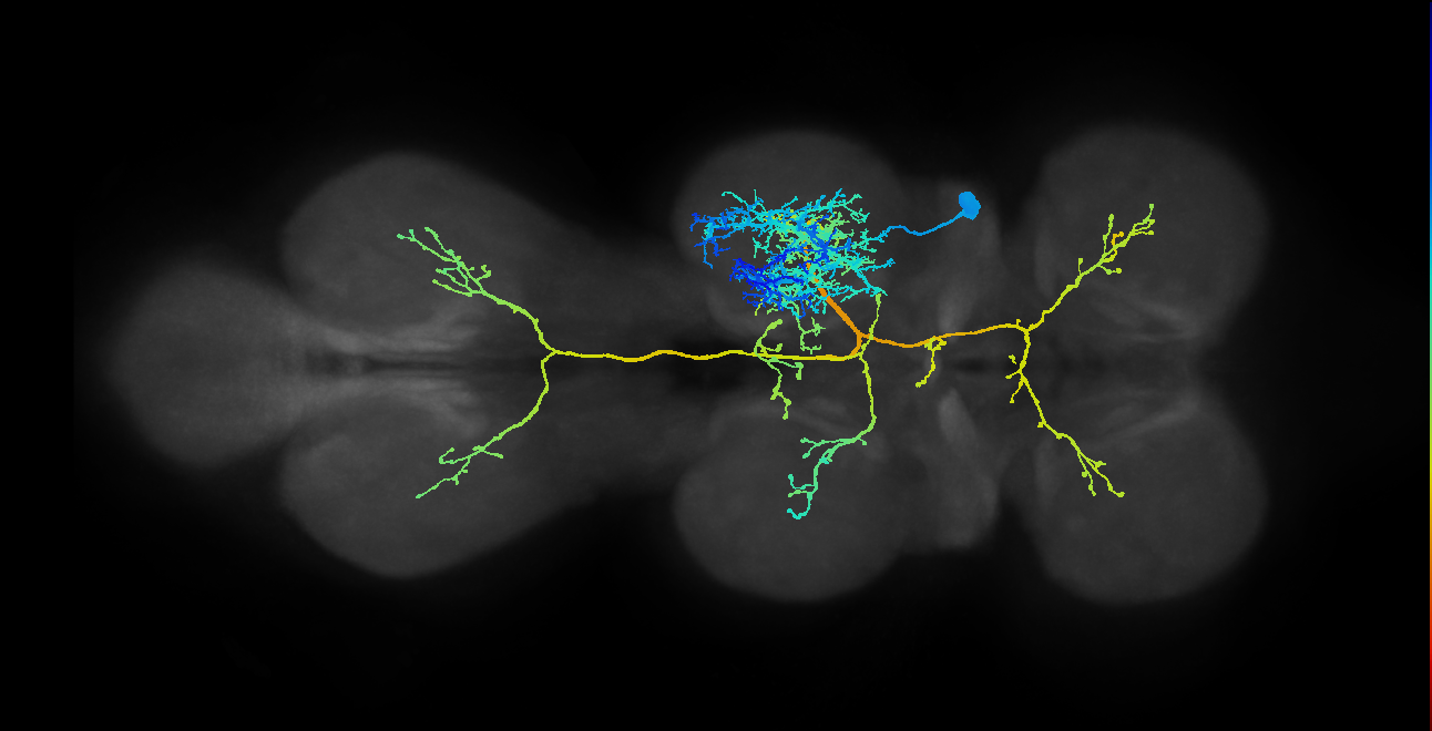 lineage NB3-2 primary interneuron