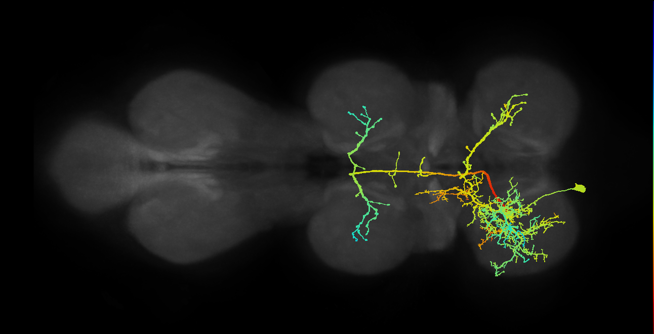 lineage NB3-2 primary interneuron