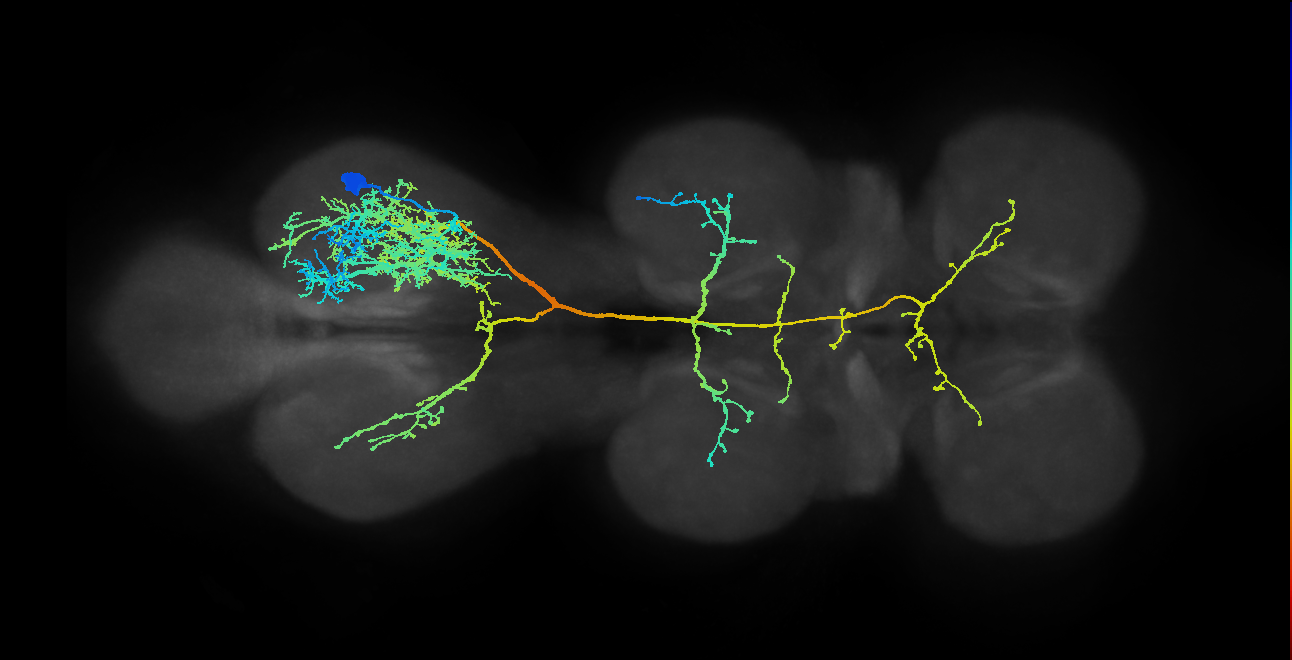 lineage NB3-2 primary interneuron