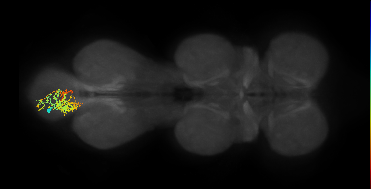 IN07B061_L (MaleCNS:803736)