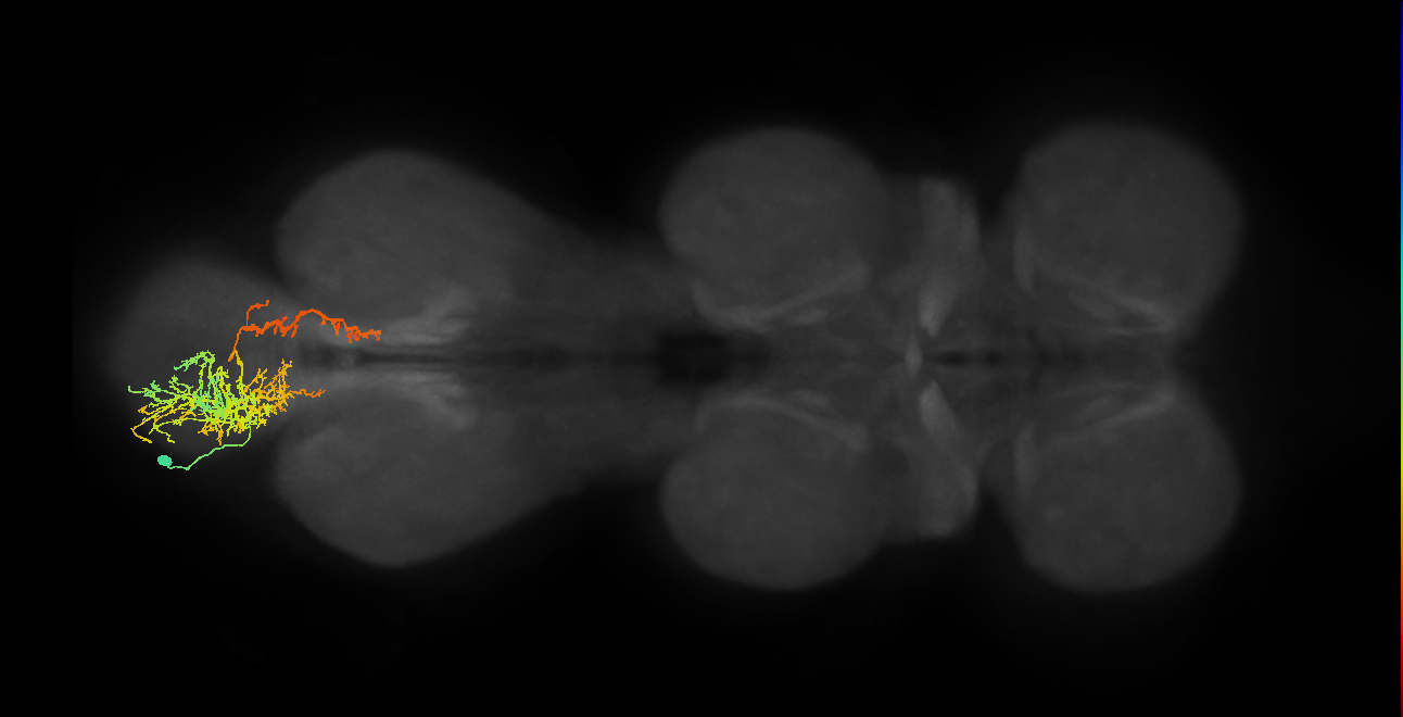 IN07B061_L (MaleCNS:906189)