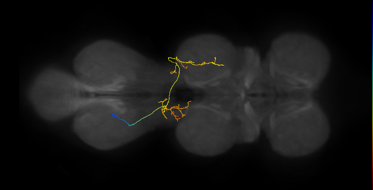 IN07B076_a_L (MaleCNS:1051589143)