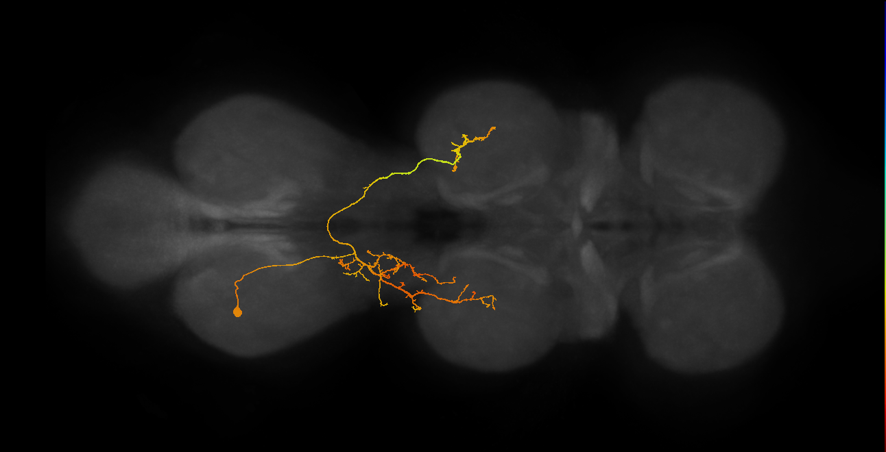 IN07B083_b_L (MaleCNS:814959)