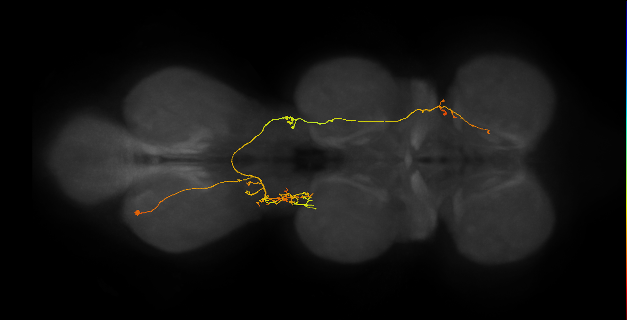 lineage 7 secondary neuron
