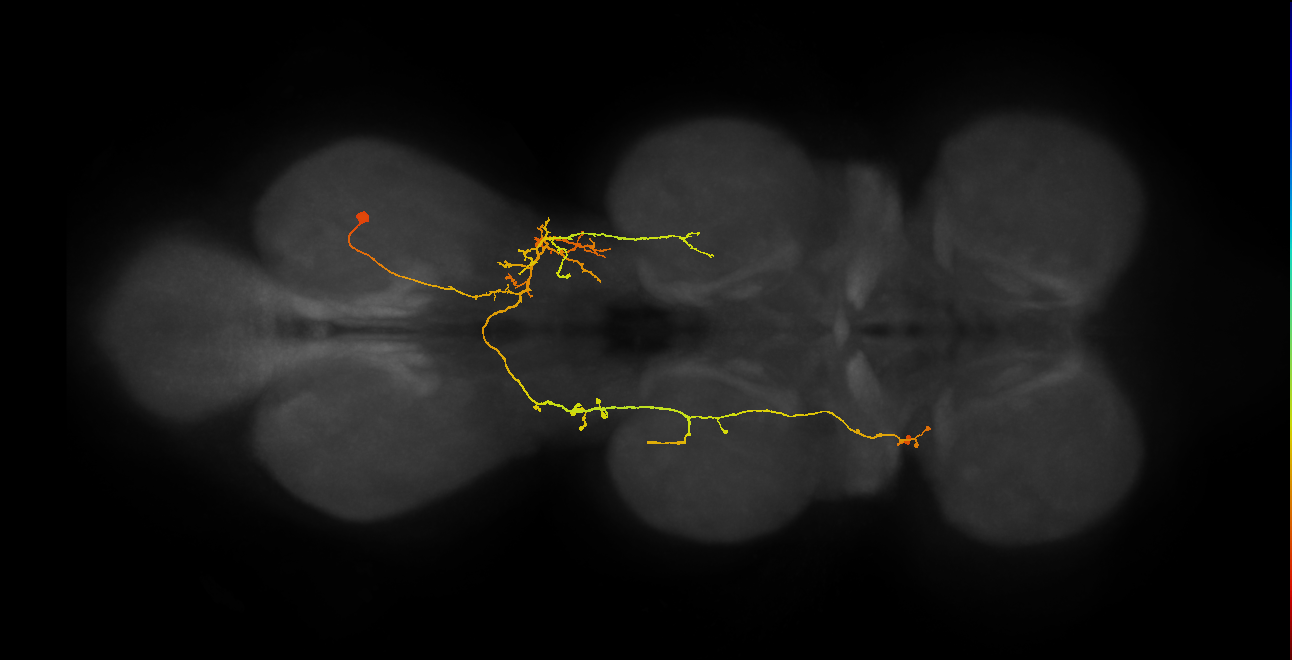 IN07B087_R (MaleCNS:813610)