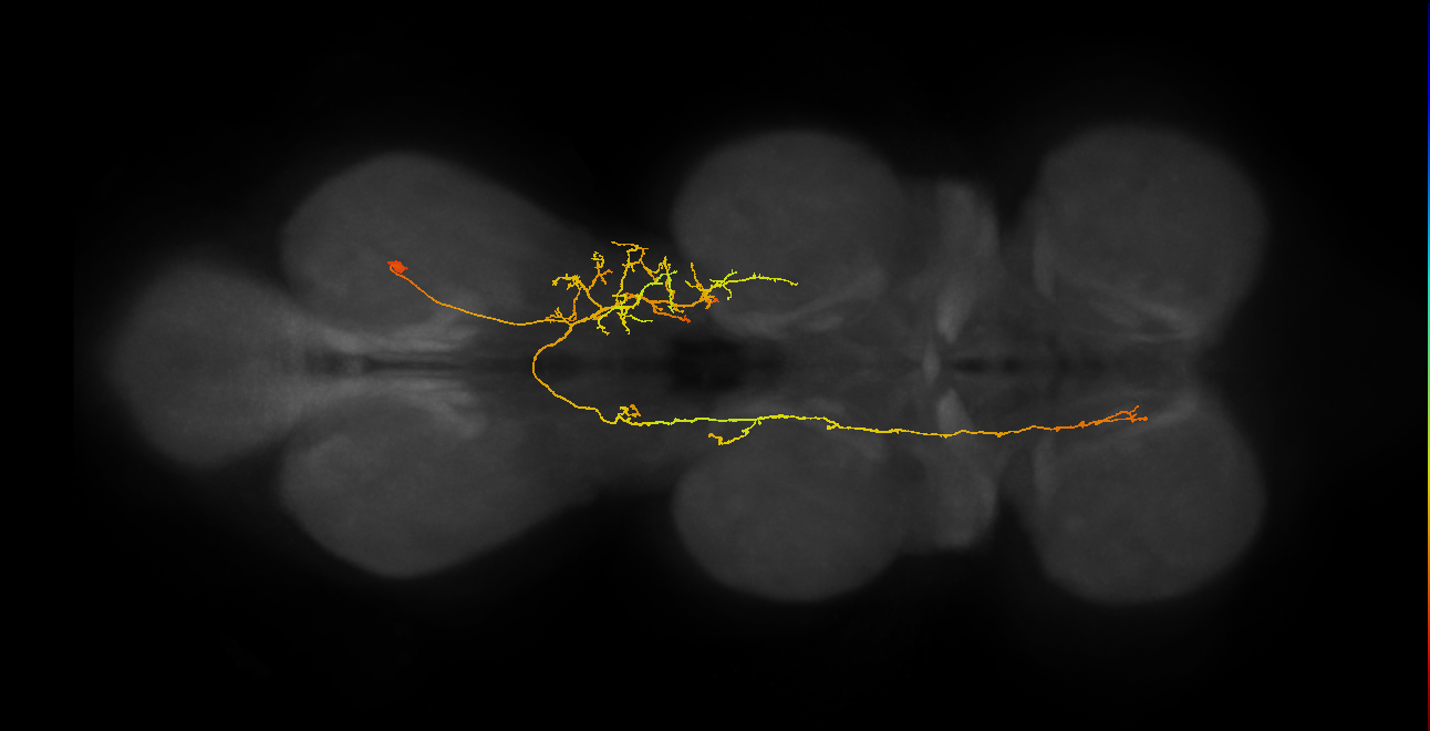 IN07B092_c_R (MaleCNS:816100)
