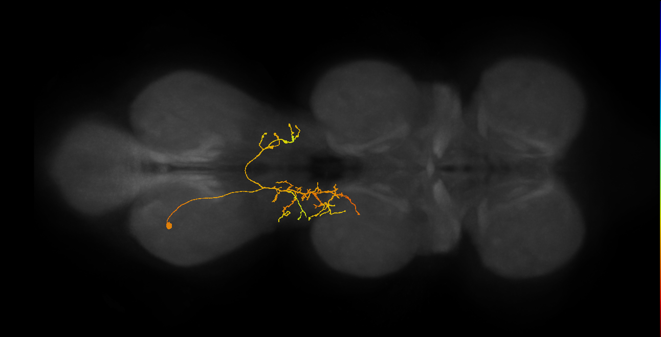 IN07B092_d_L (MaleCNS:812983)