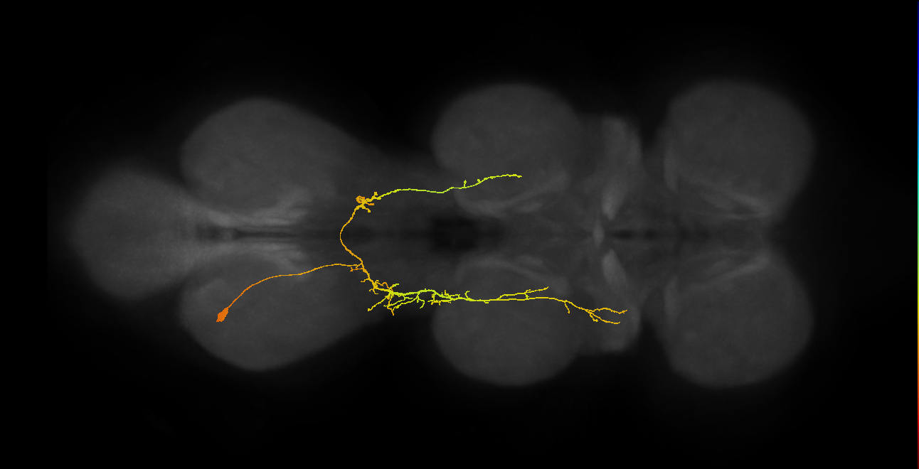 IN07B096_a_L (MaleCNS:811942)