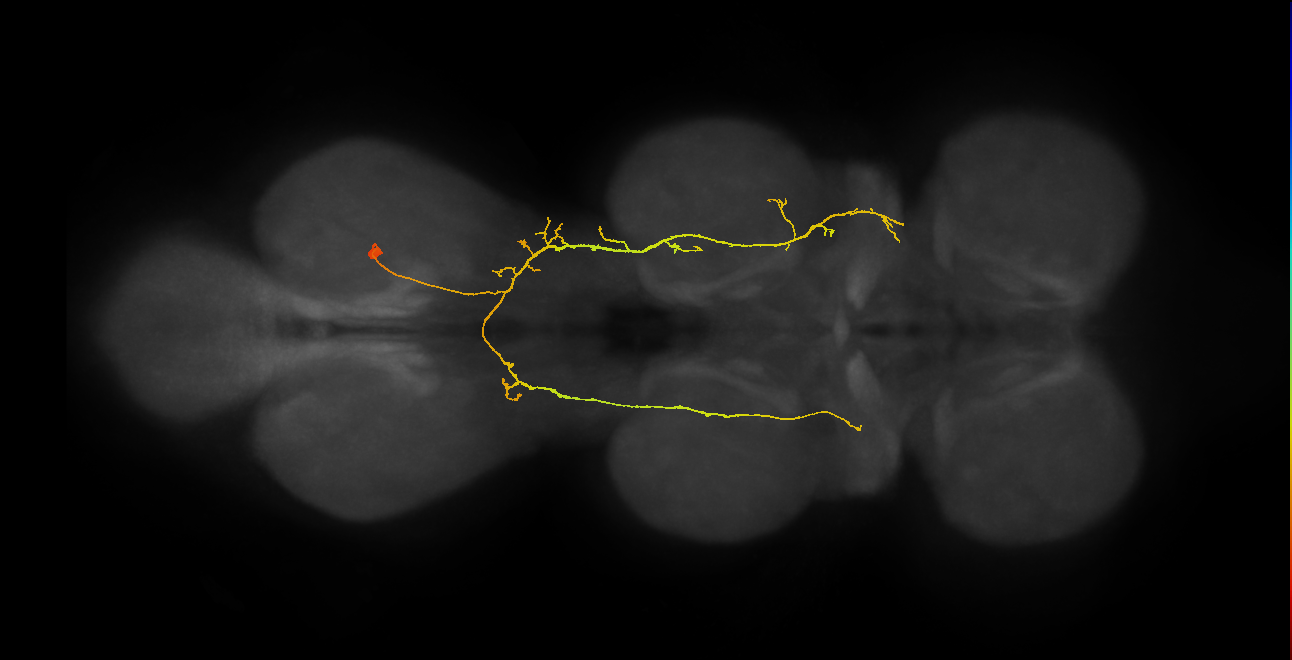 IN07B096_a_R (MaleCNS:814060)