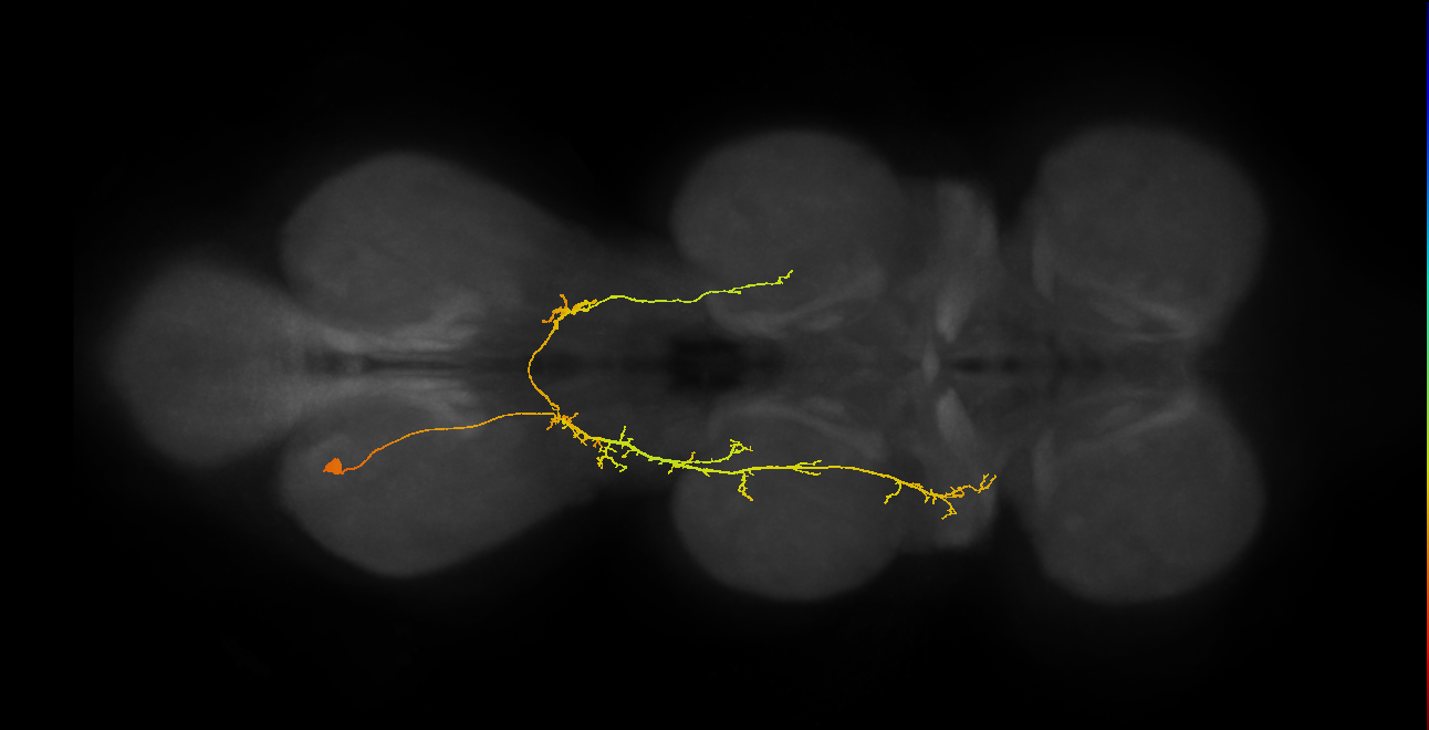 IN07B096_b_L (MaleCNS:909703)
