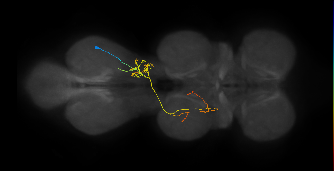 IN07B098_R (MaleCNS:815136)