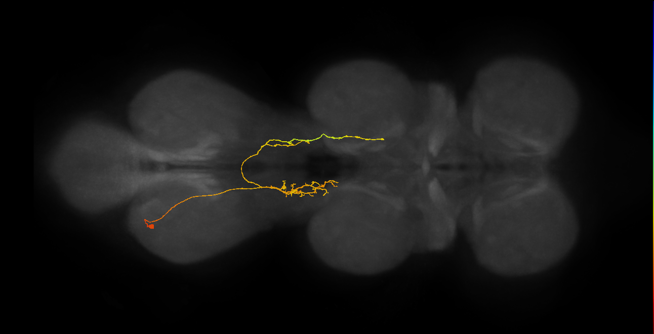 IN07B102_L (MaleCNS:817015)