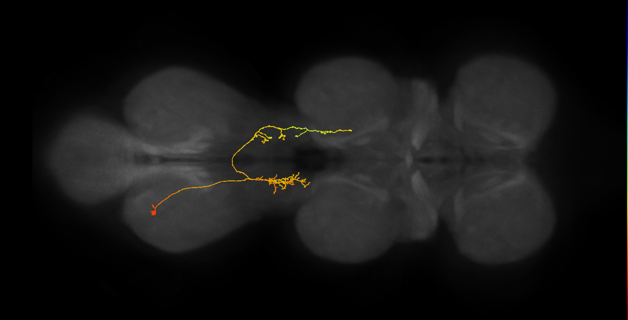 IN07B102_L (MaleCNS:817288)