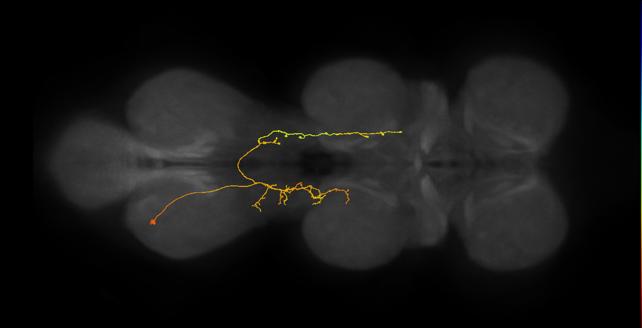 IN07B102_L (MaleCNS:816793)