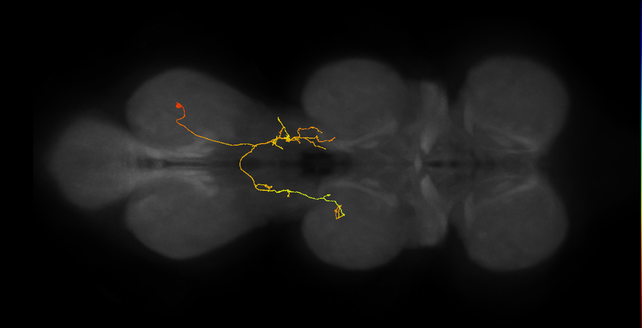 IN07B102_R (MaleCNS:815328)