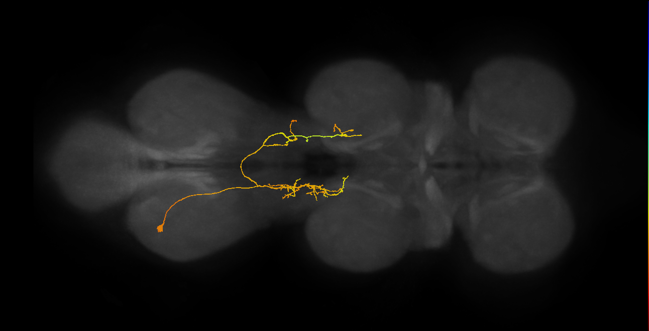 IN07B102_L (MaleCNS:815122)