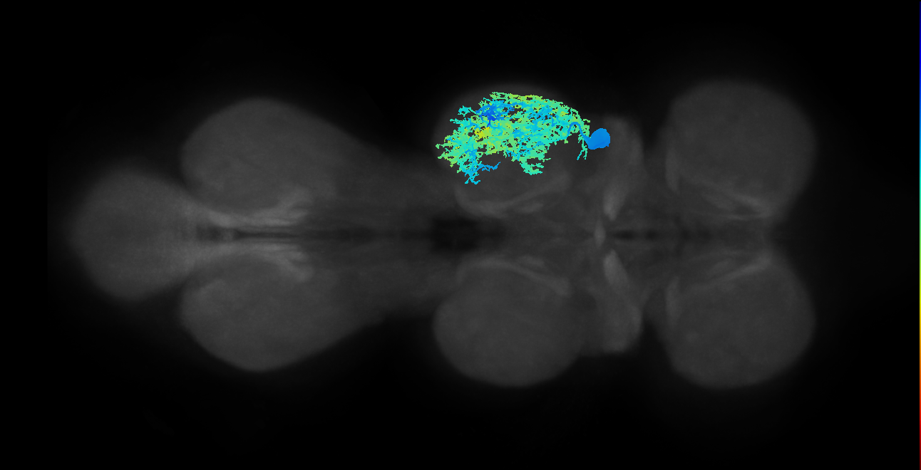IN08A002_R (MaleCNS:800318)