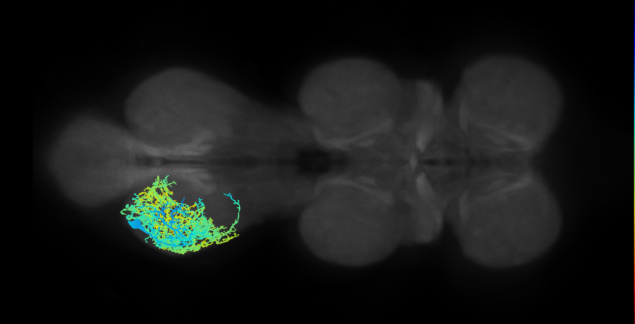 lineage NB3-3 primary interneuron