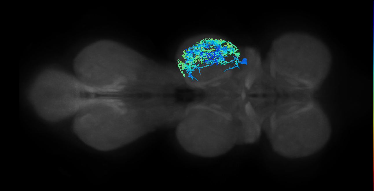 lineage NB3-3 primary interneuron