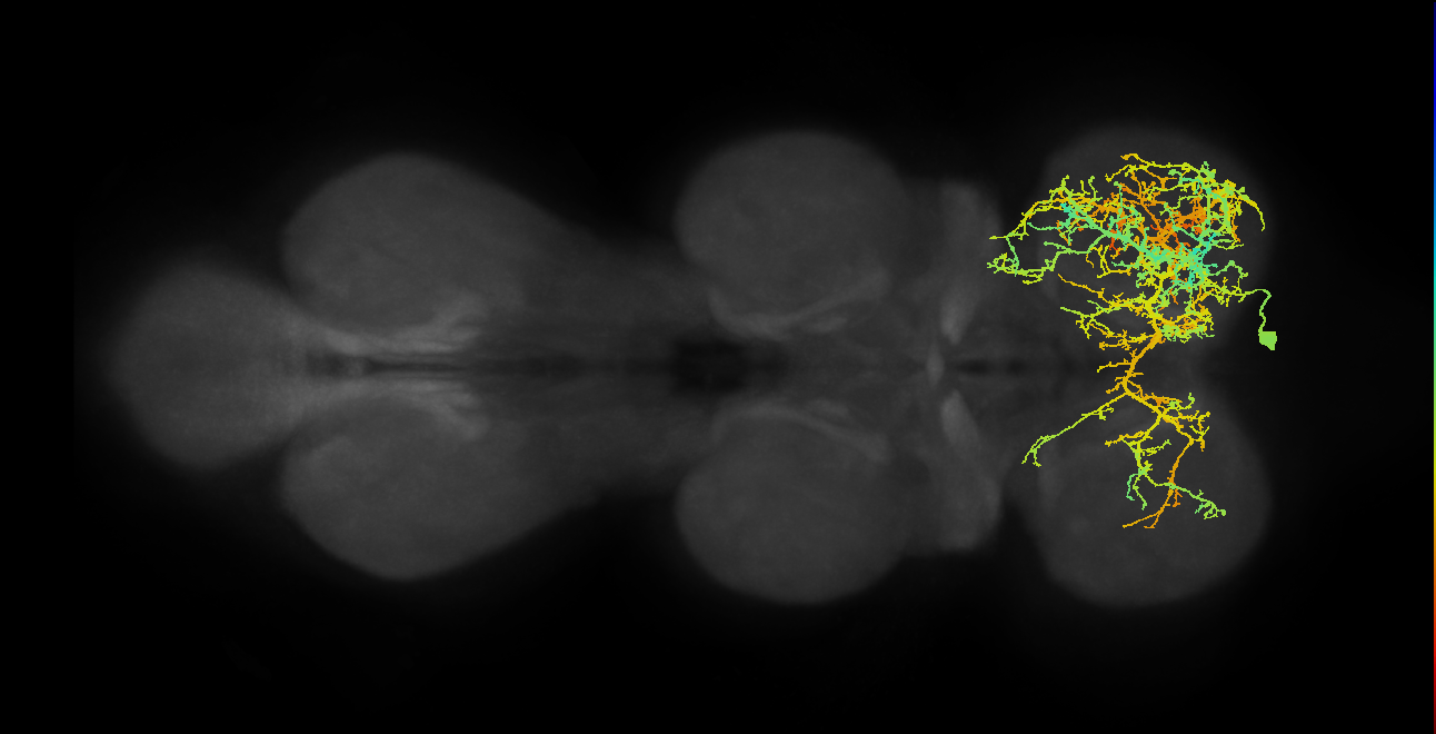 IN08A008_R (MaleCNS:801441)