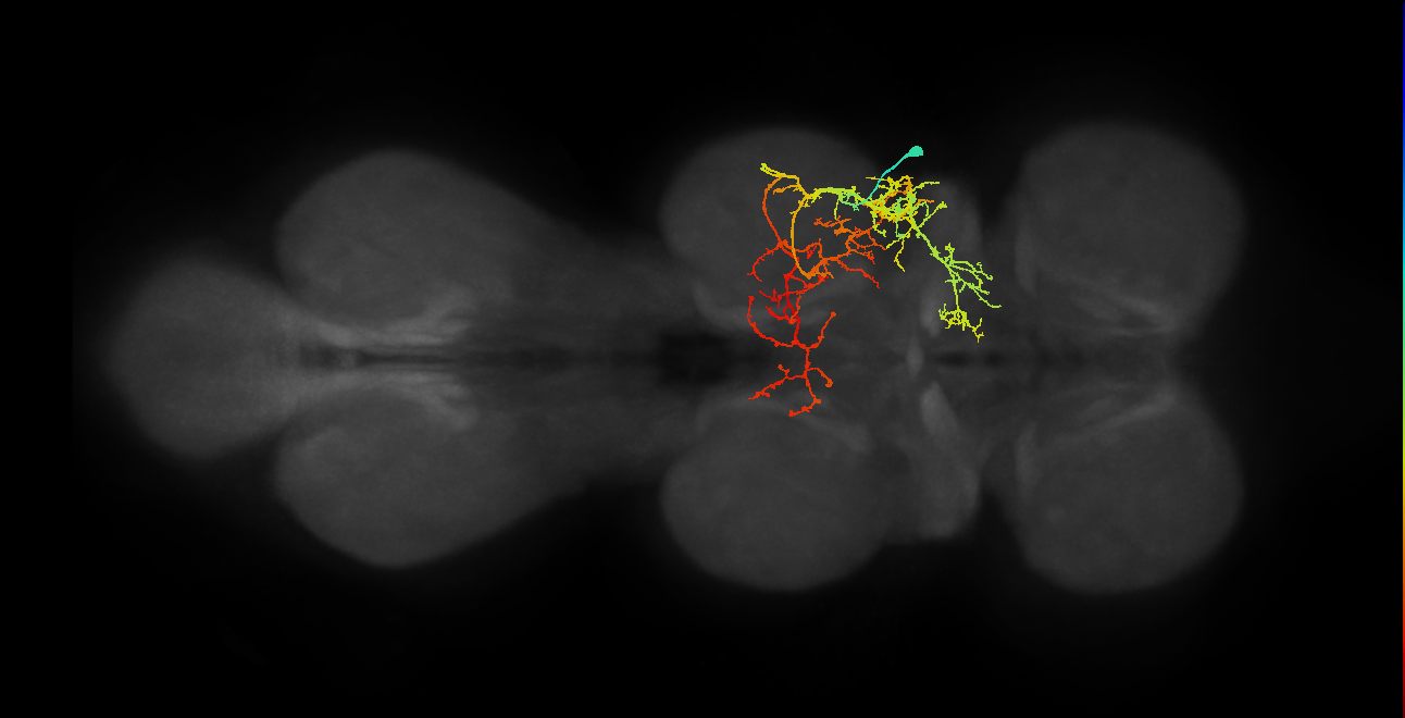 IN08A011_R (MaleCNS:805424)
