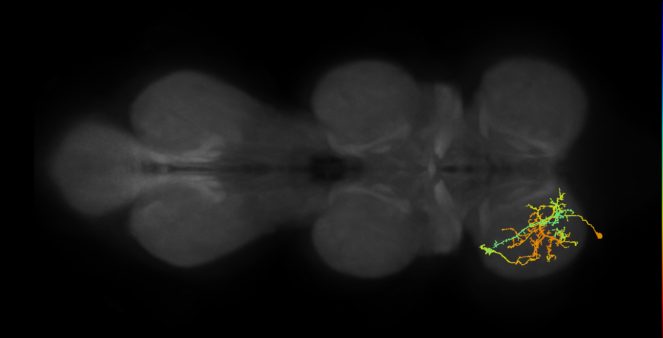 IN08A019_L (MaleCNS:800559)