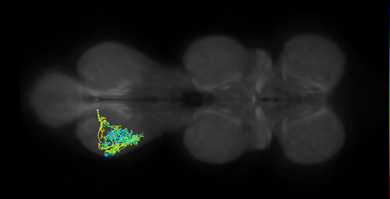IN08A019_L (MaleCNS:804100)