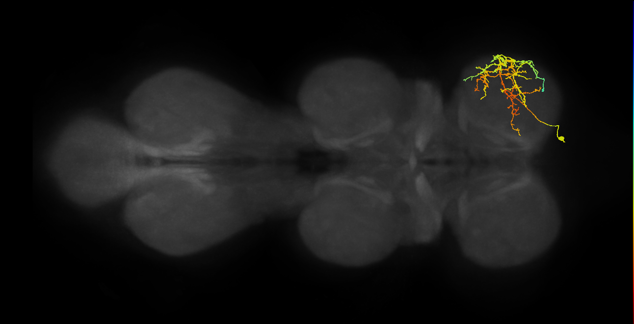 IN08A026_R (MaleCNS:905047)
