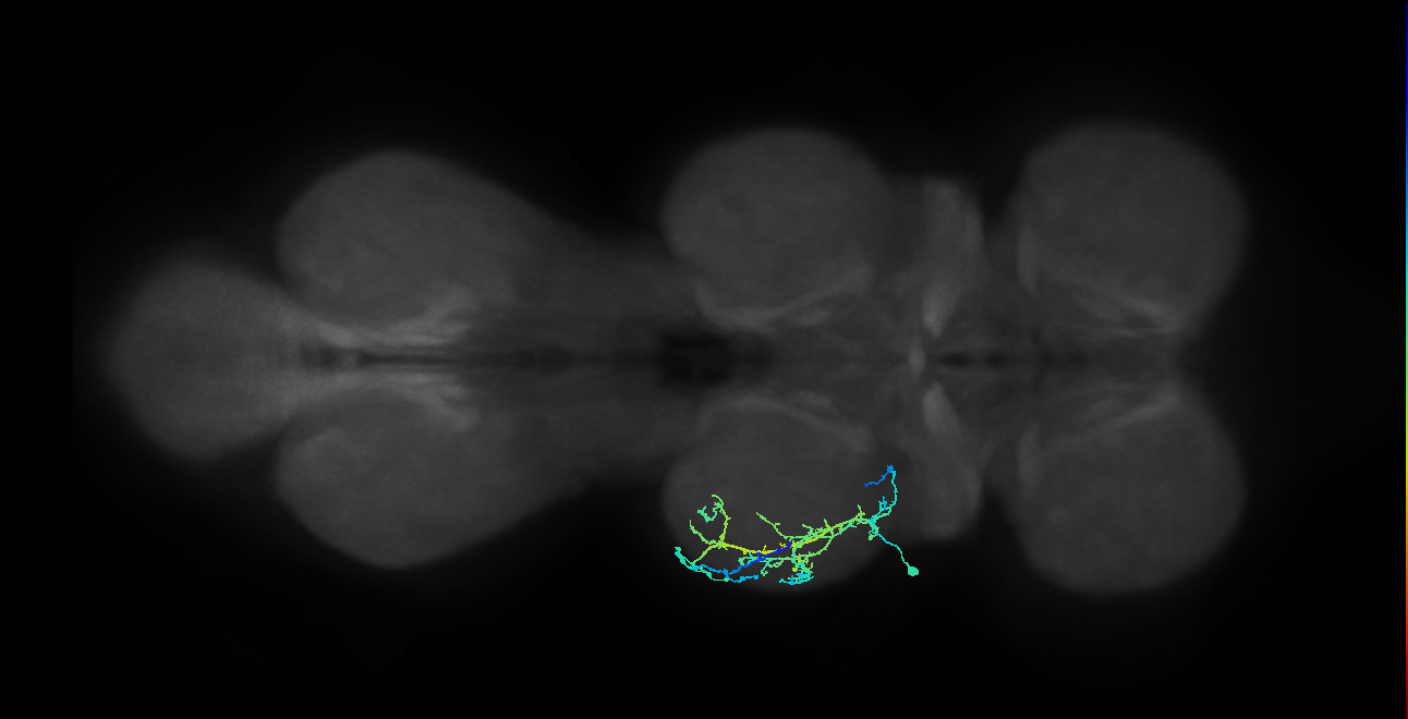IN08A026_L (MaleCNS:811839)
