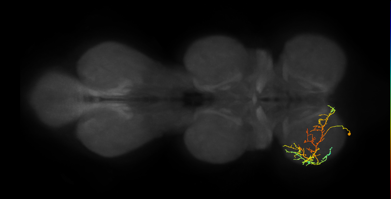 IN08A026_L (MaleCNS:814411)
