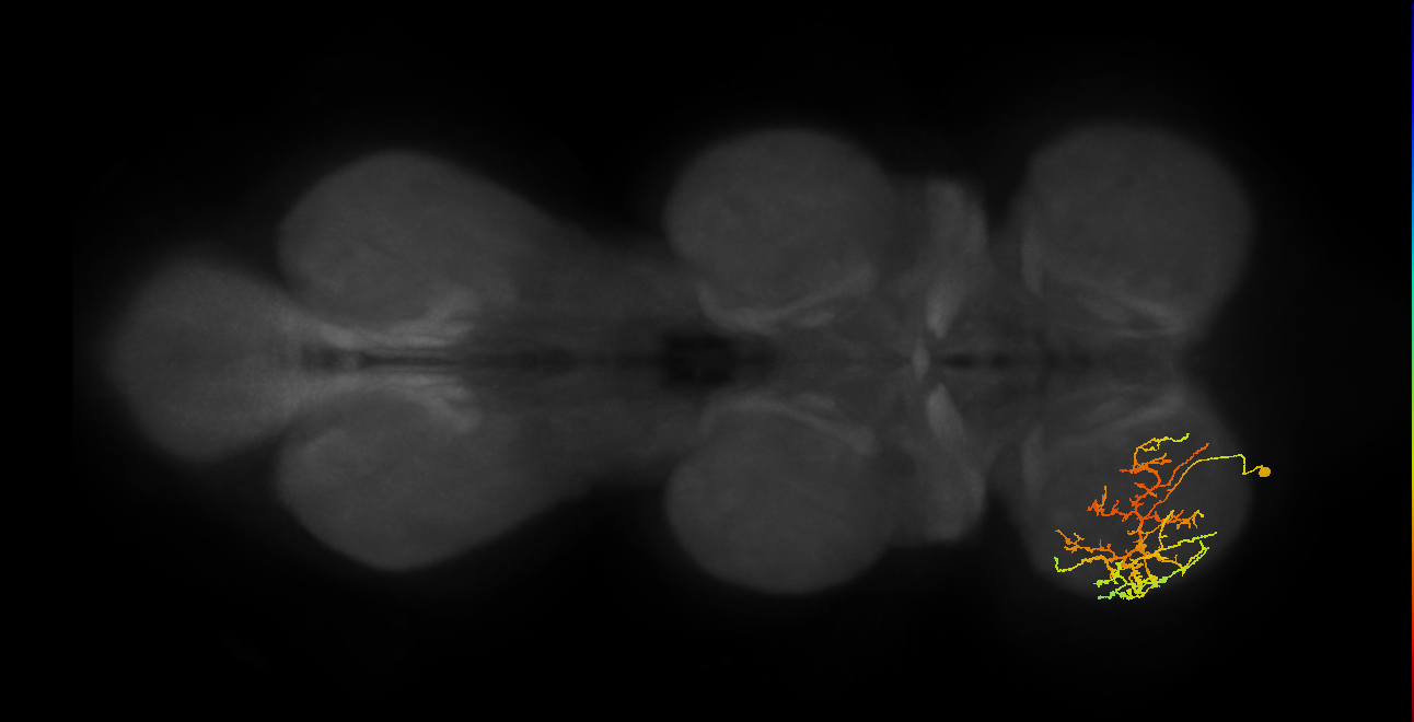 IN08A026_L (MaleCNS:934876)