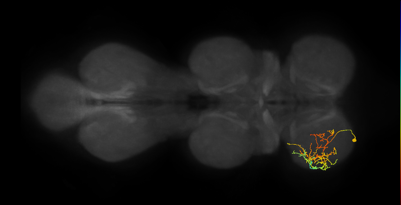 IN08A026_L (MaleCNS:807069)