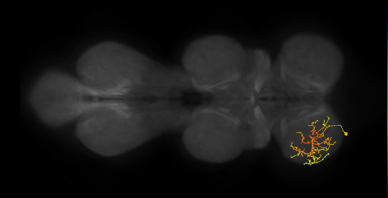 IN08A026_L (MaleCNS:911607)