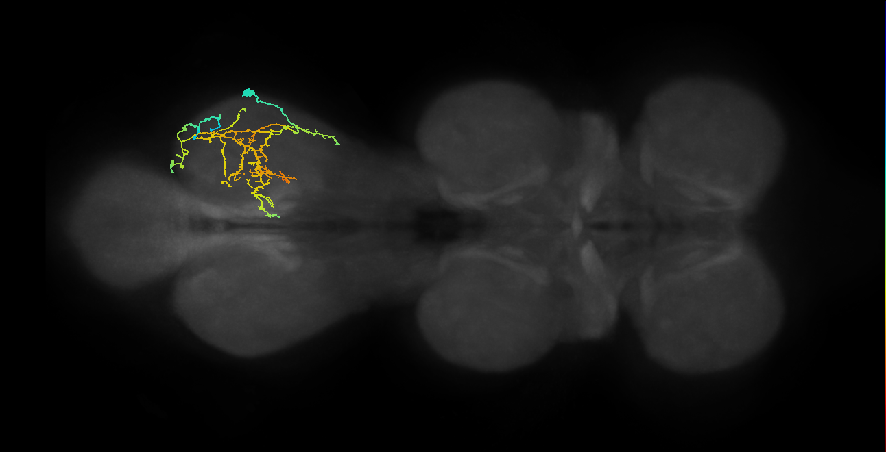 IN08A028_R (MaleCNS:810147)