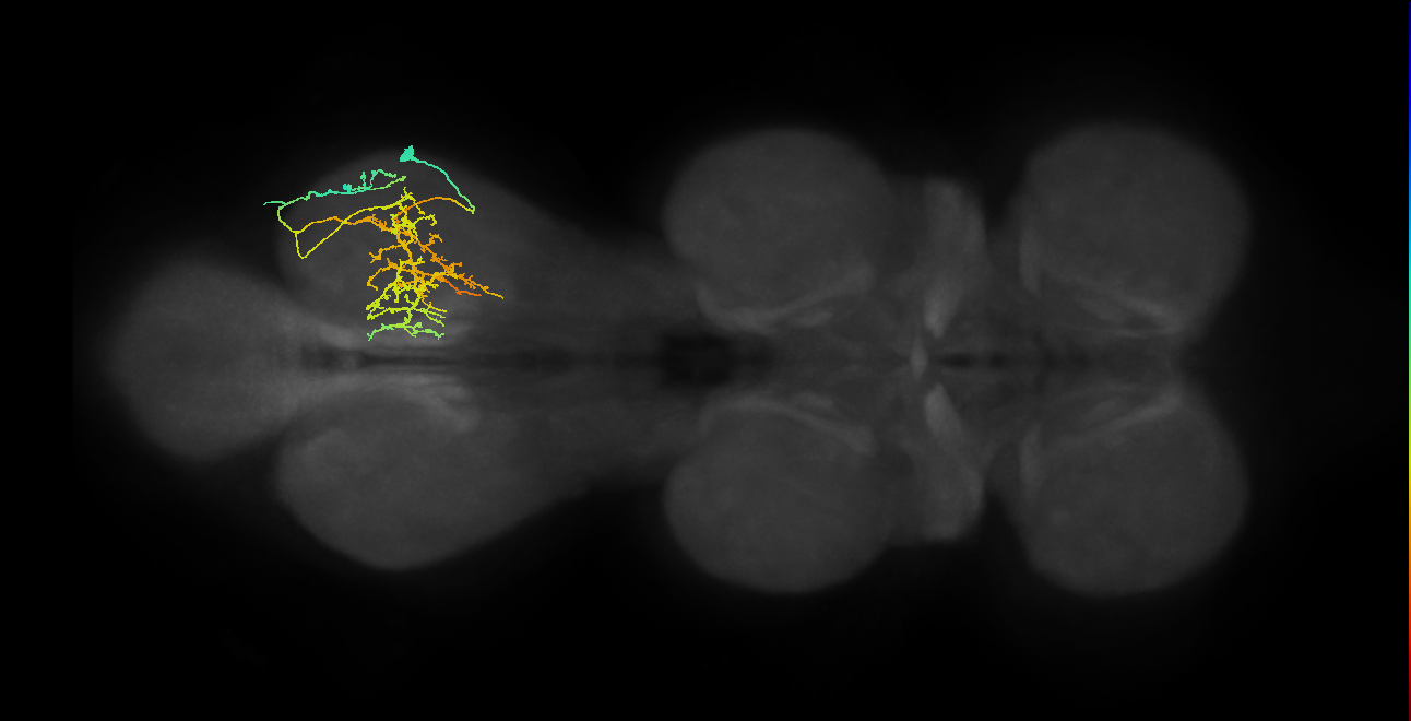 IN08A028_R (MaleCNS:811268)