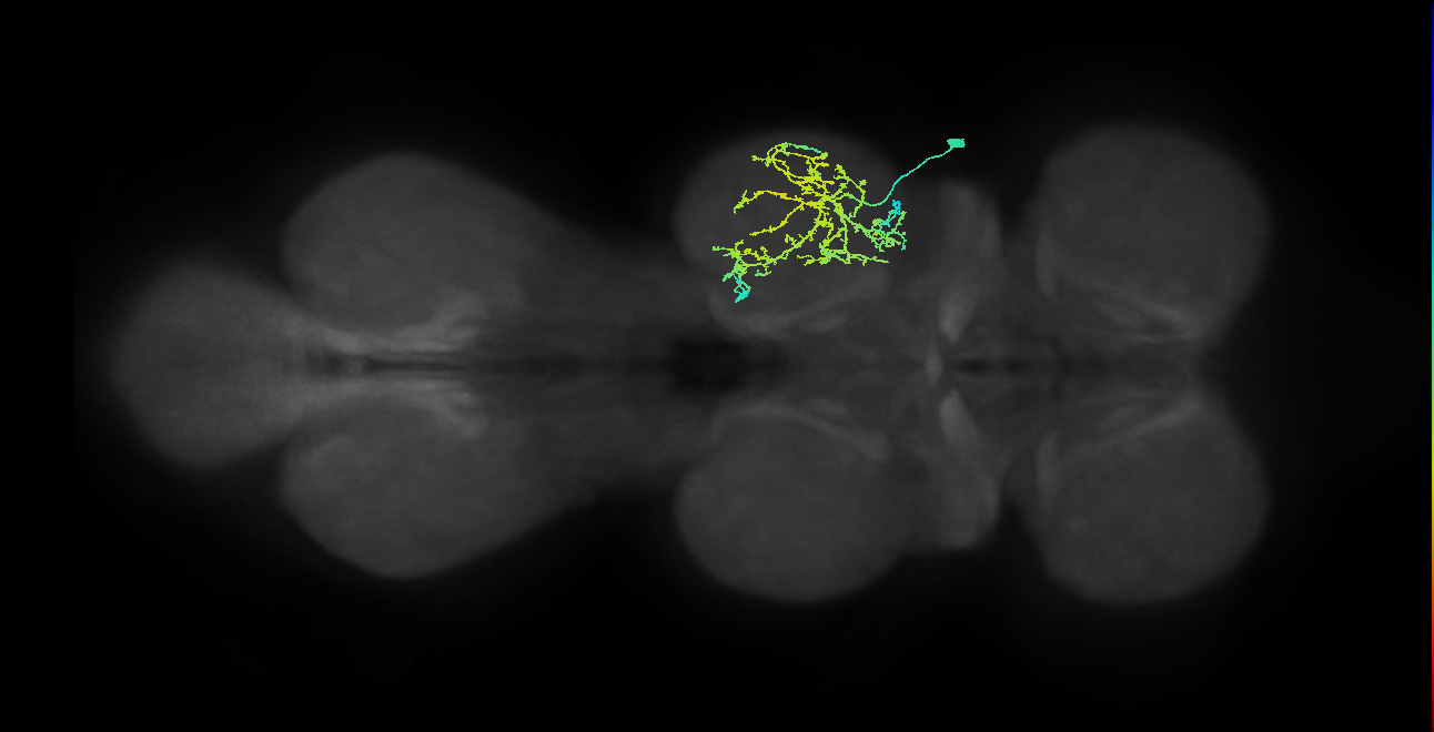 IN08A029_R (MaleCNS:910969)