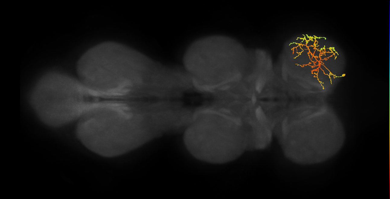 IN08A030_R (MaleCNS:905046)