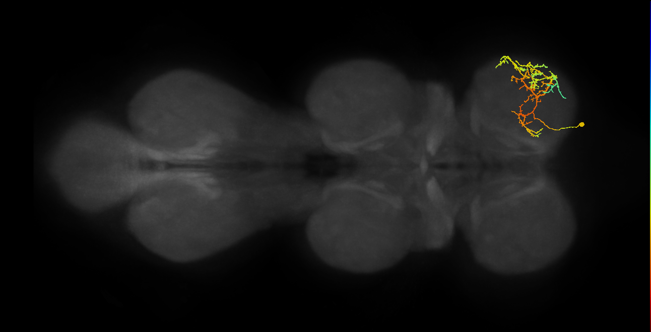 IN08A030_R (MaleCNS:912774)