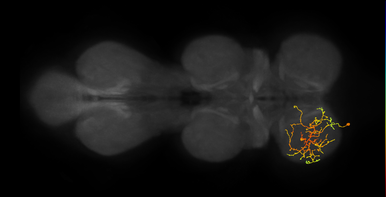IN08A030_L (MaleCNS:809620)