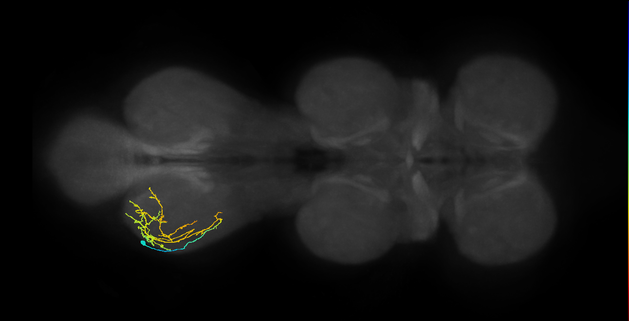 IN08A031_L (MaleCNS:816139)