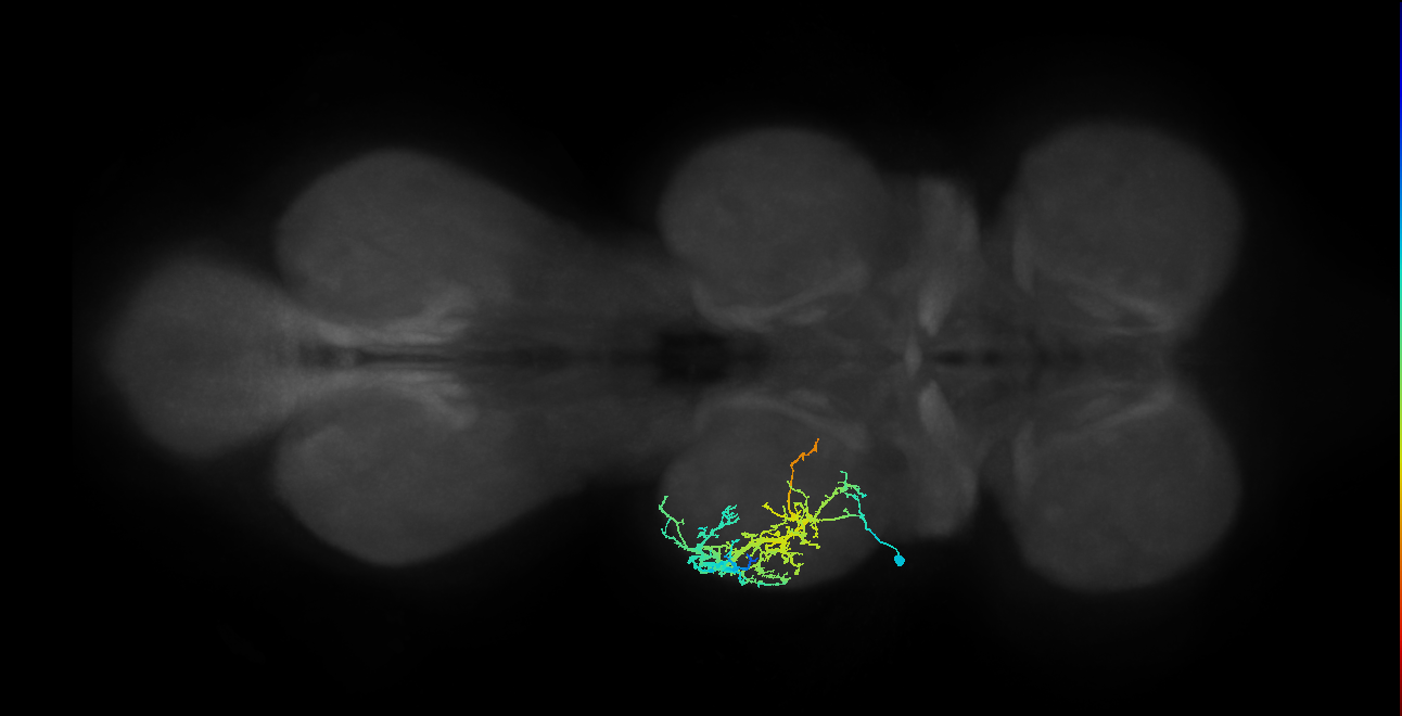 IN08A031_L (MaleCNS:808648)
