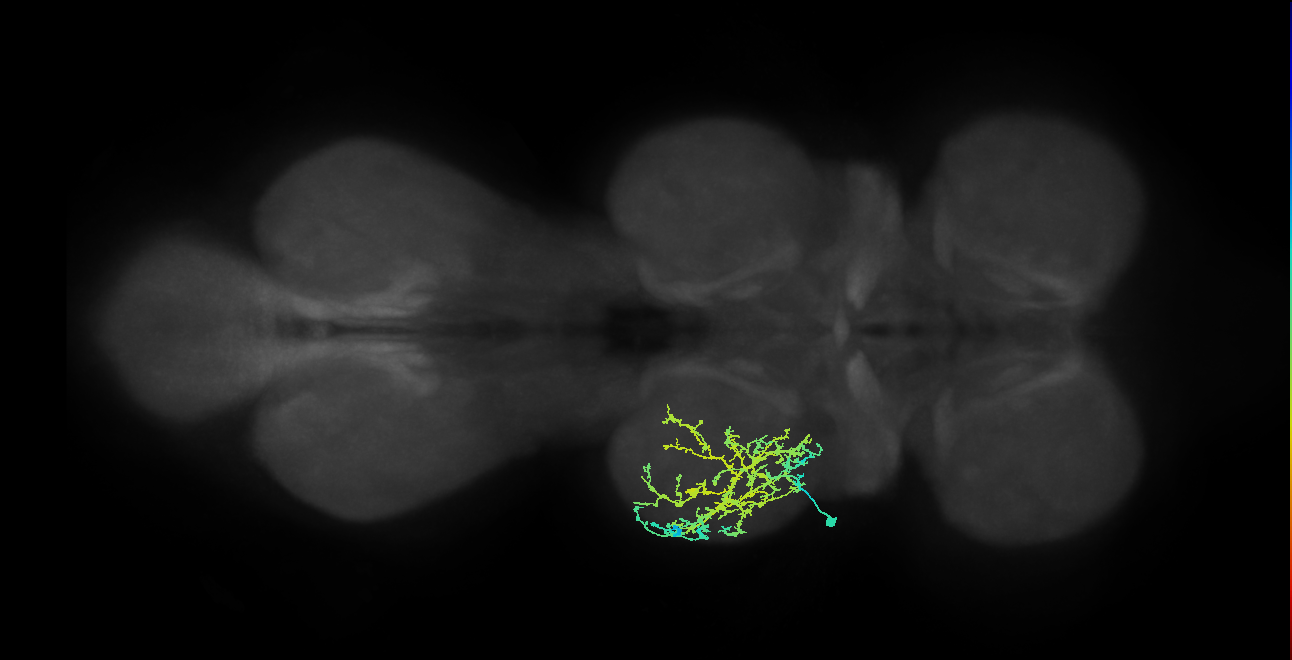 IN08A032_L (MaleCNS:807994)