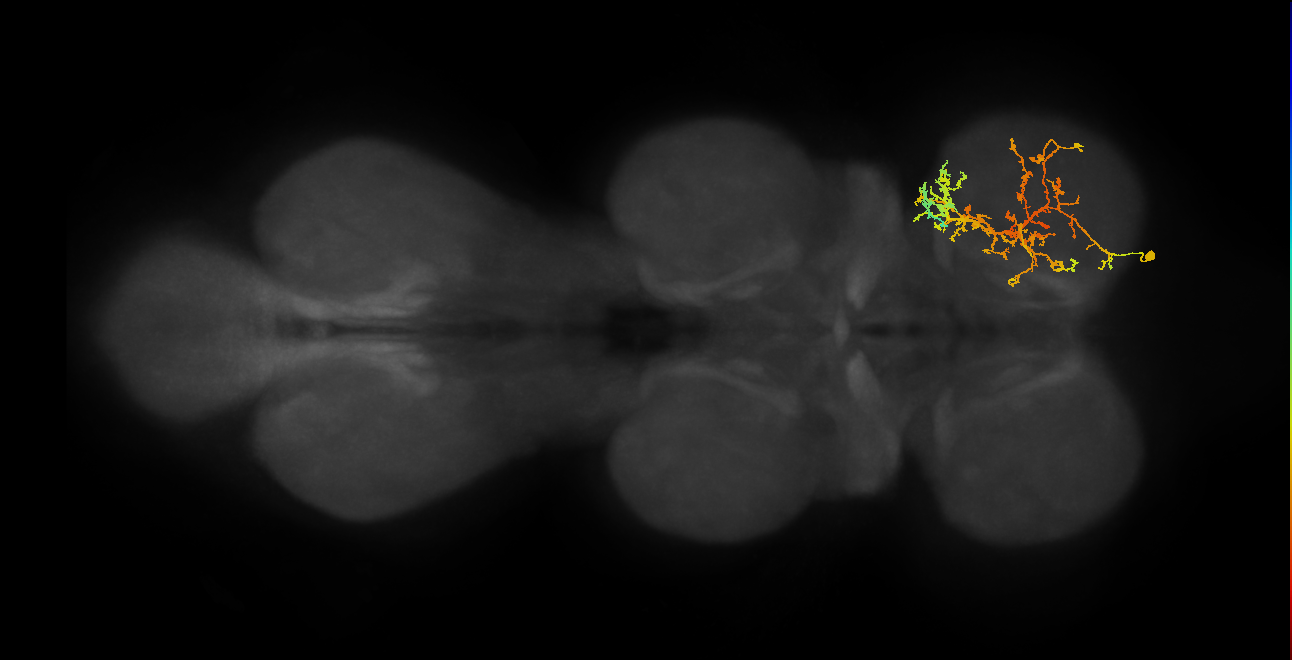 IN08A034_R (MaleCNS:810529)
