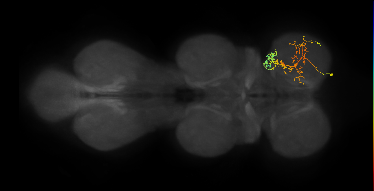 IN08A034_R (MaleCNS:812852)